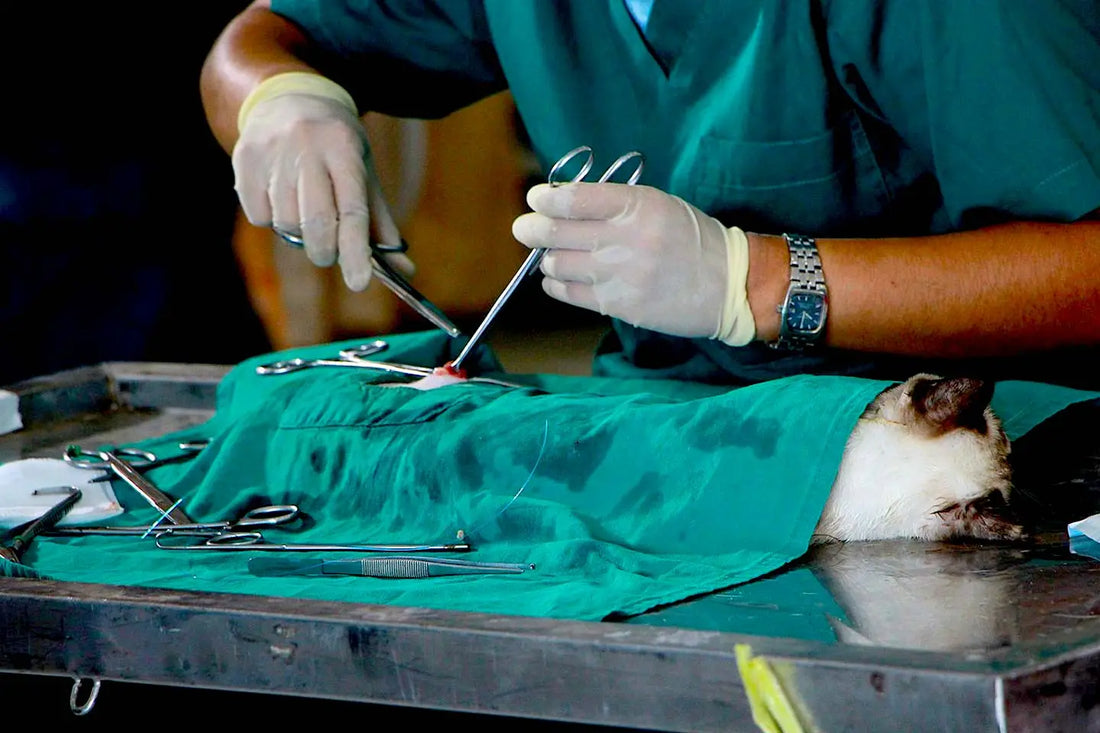 Complete Guide to Choosing Veterinary Surgical Sutures for Your Practice