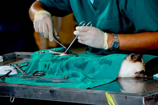 Complete Guide to Choosing Veterinary Surgical Sutures for Your Practice