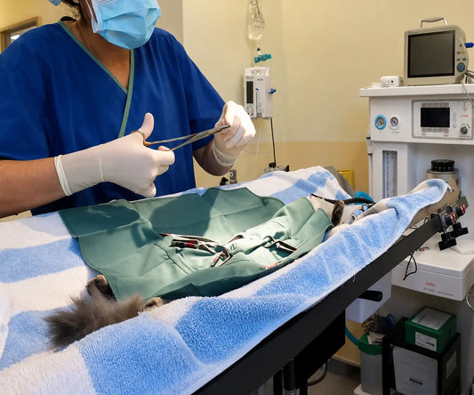 How Veterinary Surgeons Layer Suture Techniques to Close a Spay Incision