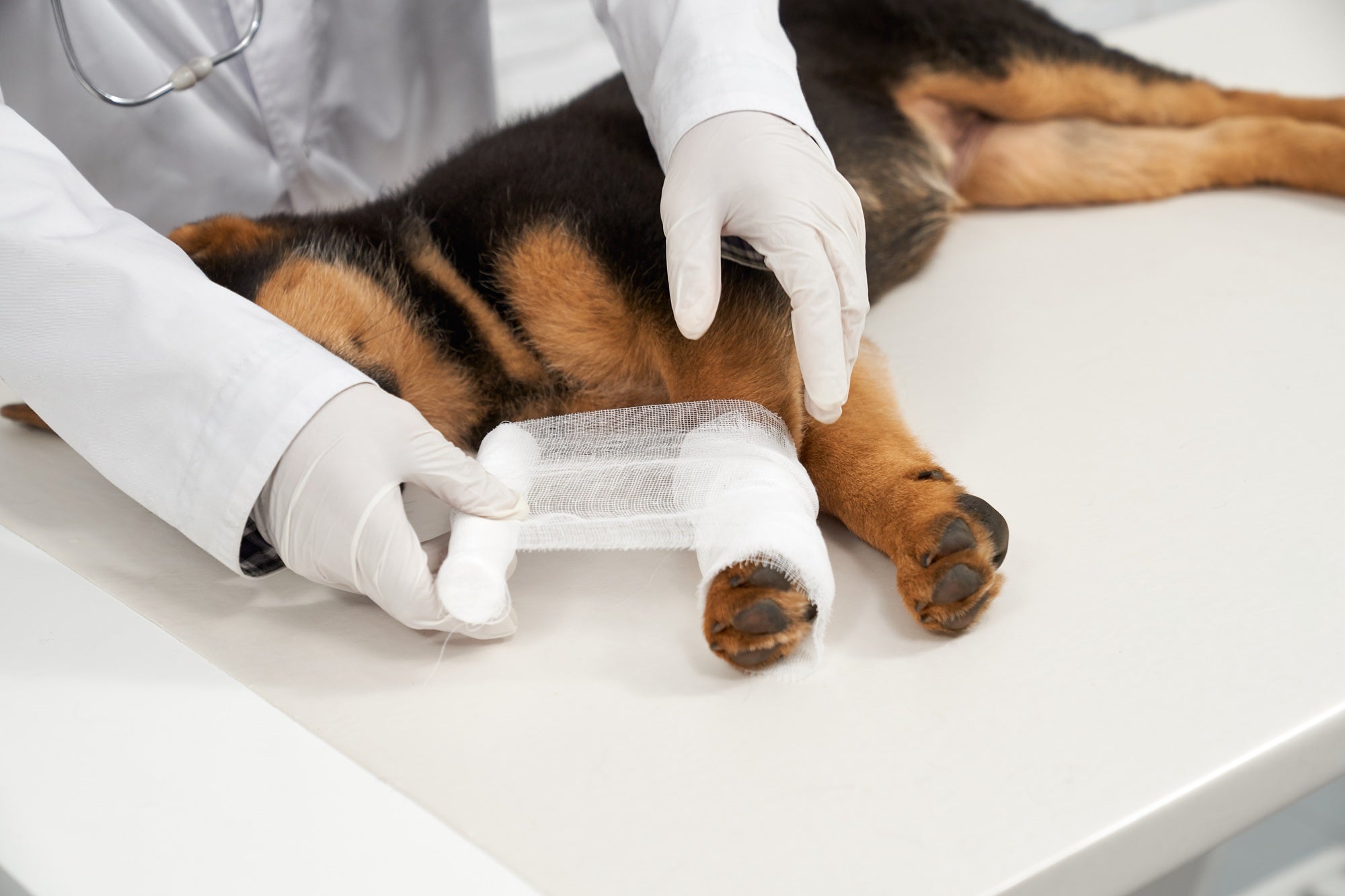 Choosing the Right Suture for Laceration Surgery in Vet Practice
