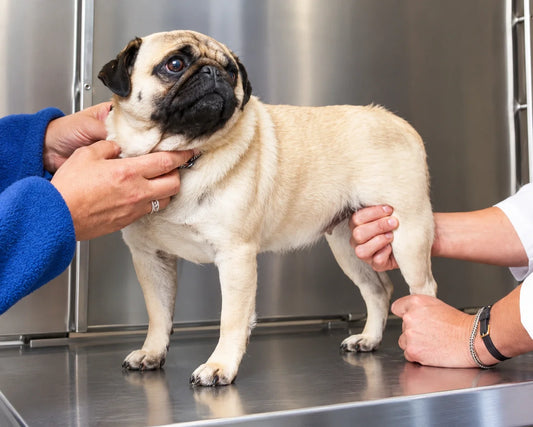 How Suture Choice Affects Muscle Healing After FHO Surgery in Dogs