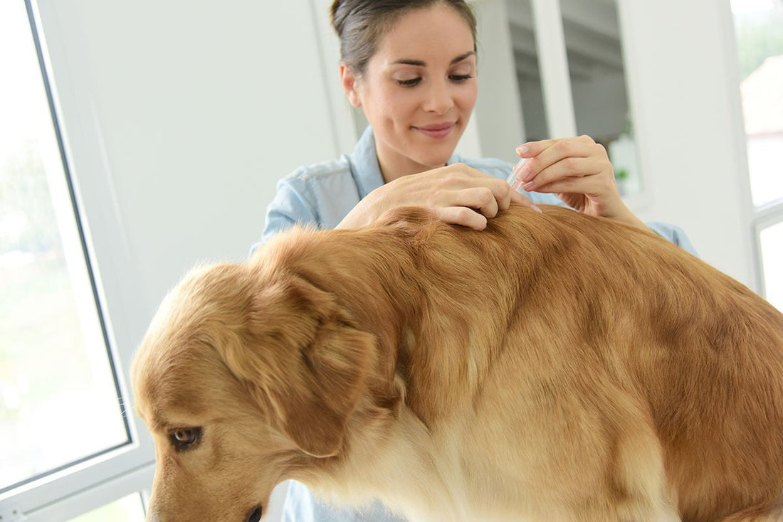 How to Avoid the Common Mistakes When Using Veterinary Tissue Adhesive in Procedures
