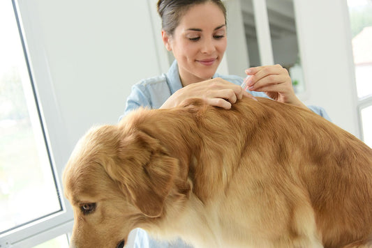 How to Avoid the Common Mistakes When Using Veterinary Tissue Adhesive in Procedures