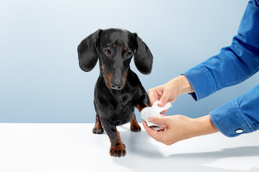 How Long Does Surgical Glue Last & Signs Your Pet Is Healing Well
