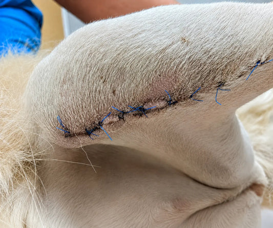 What Causes Surgical Wound Dehiscence in Dogs and How to Prevent It