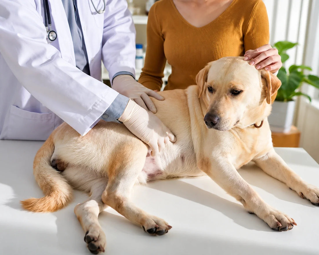 What Is Gastropexy in Dogs and How Suture Choice Affects the Result